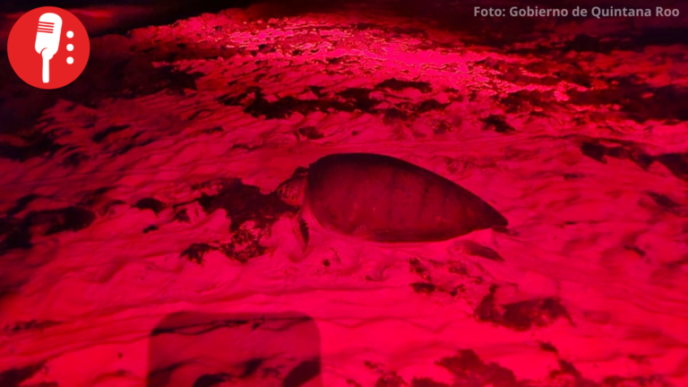 Protegen 361 nidos de tortuga marina en Punta Sur, Quintana Roo, durante temporada de anidación