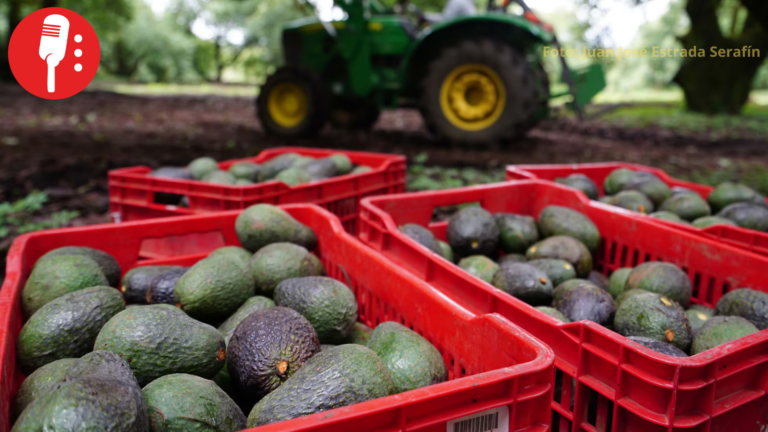 EUA suspende temporalmente exportaciones de aguacate de Michoacán por alerta de seguridad