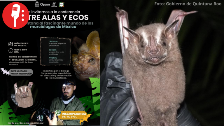 “Entre alas y ecos” busca concientizar sobre el papel de los murciélagos en la naturaleza