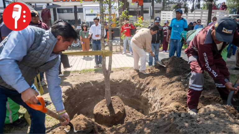 Inicia sustitución de árboles secos en Paseo Colón por encinos siempre verdes en Toluca