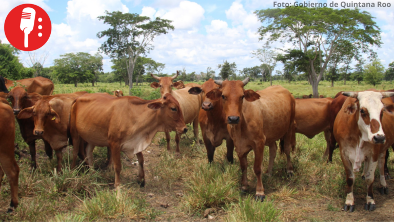 Sector agropecuario de Quintana Roo crece 26.7% y se coloca entre los primeros del país