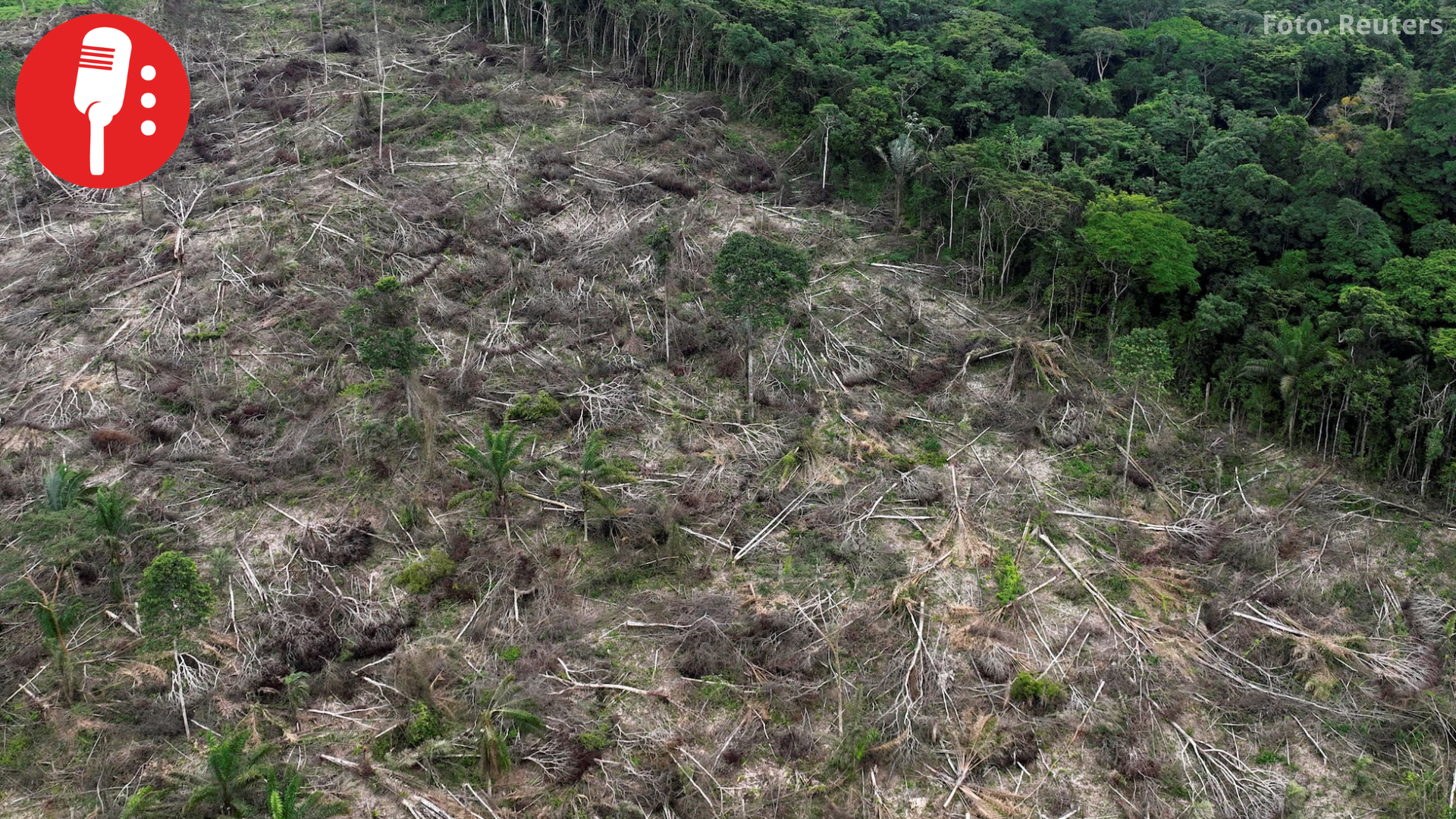 Brasil pierde vegetación nativa y aumenta su vulnerabilidad al cambio climático