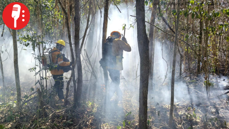 CONAFOR suma esfuerzos para combatir incendio forestal en Playa del Carmen