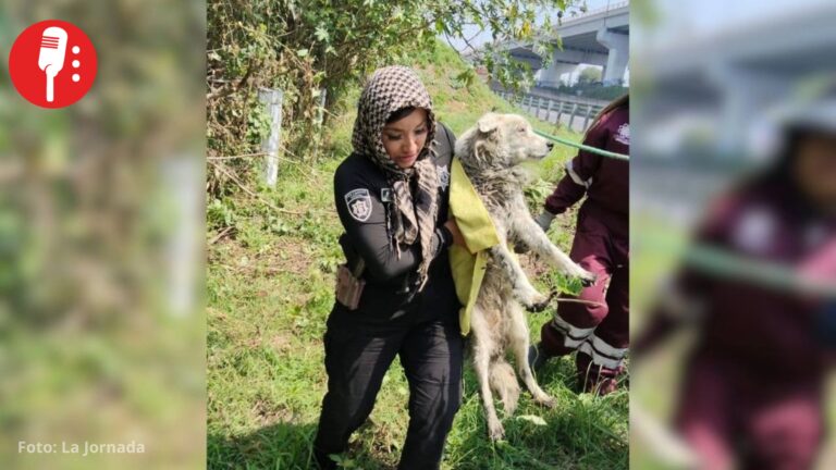 Rescatan a perro atrapado en canal de aguas negras de Ecatepec; policías le consiguen un nuevo hogar