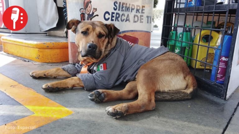 Atropellan a Solovino, el perrito despachador de una gasolinera en Toluca