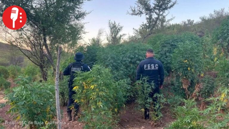 Cae “El Gusano” en Mexicali; lo señalan por lavado de dinero para el Cártel de Sinaloa