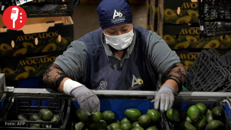 EUA retoma inspecciones de aguacate en Michoacán