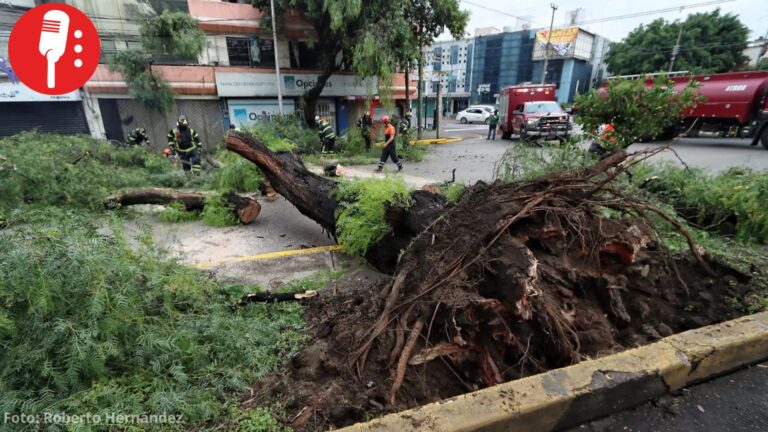 Caída de árboles supera inundaciones en CDMX