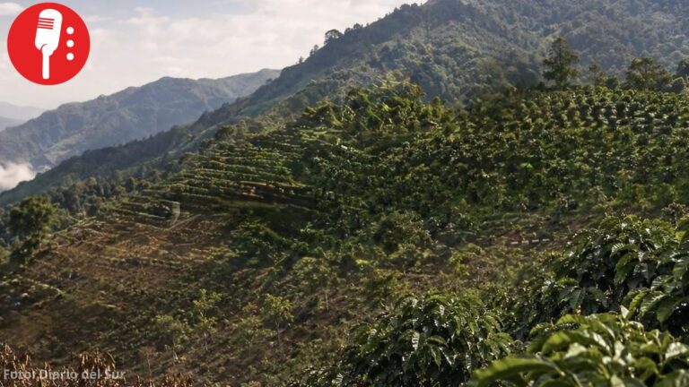 Cambio climático amenaza producción de café en Chiapas