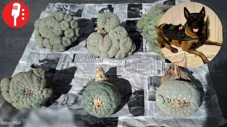 Le salió “perro” el envío: binomio canino asegura peyote oculto en paquetería