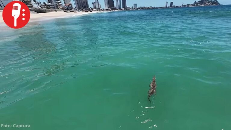 Restringen playas de Mazatlán por presencia de cocodrilo