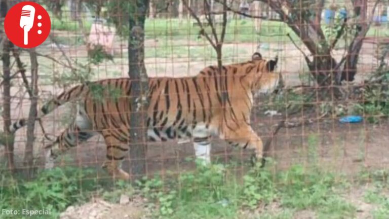 Aseguran tigresa de bengala en narcocampamento de Zacatecas