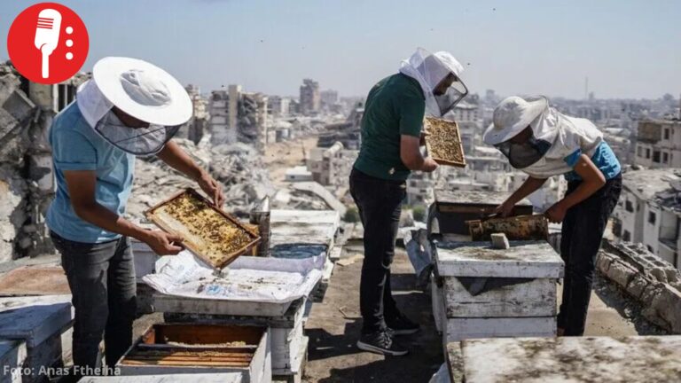 Apicultor de Gaza reconstruye su vida entre las ruinas con 35 colmenas