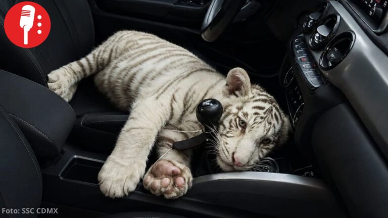 Detienen en Iztapalapa a hombre que transportaba cría de tigre blanco