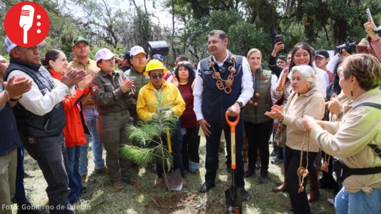 Puebla planta 177 mil árboles para recuperar bosques y proteger el agua