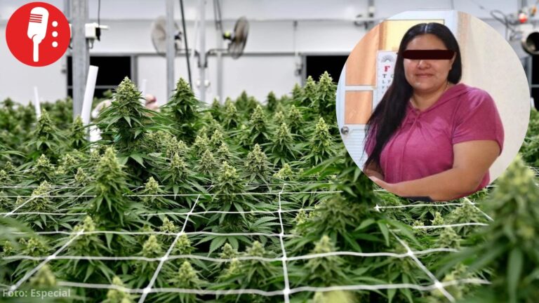 Detienen a funcionaria de Libia Denisse por megacultivo de marihuana en Guanajuato