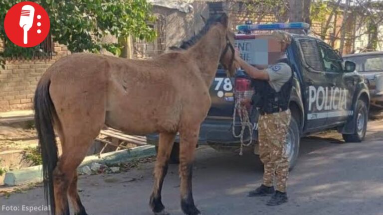 Caballo es sorprendido sacando basura en San Cristóbal y policías lo detienen