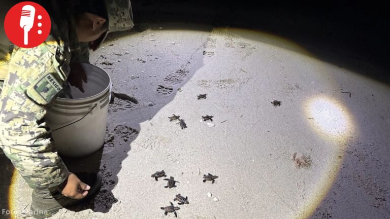 Militares rescatan a nueve tortugas marinas en riesgo de ser arrolladas en Campeche