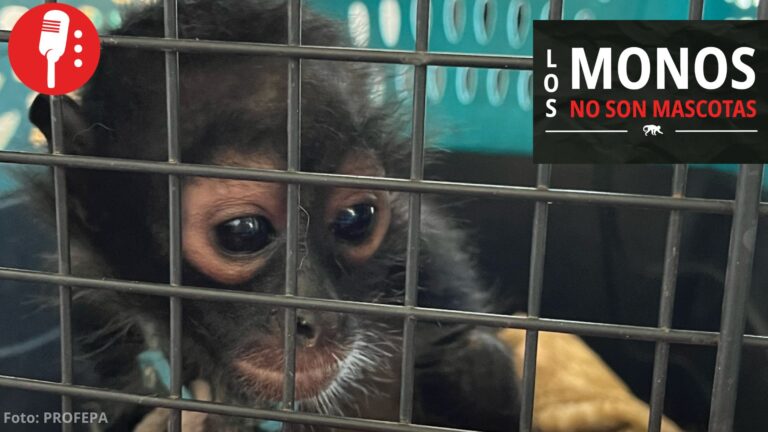 Profepa inicia campaña para frenar tráfico ilegal de primates en México