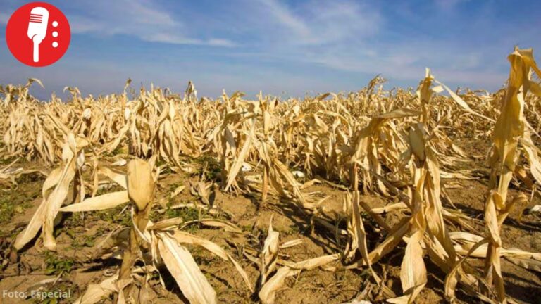 Sequía pone en riesgo cosechas de maíz en Oaxaca