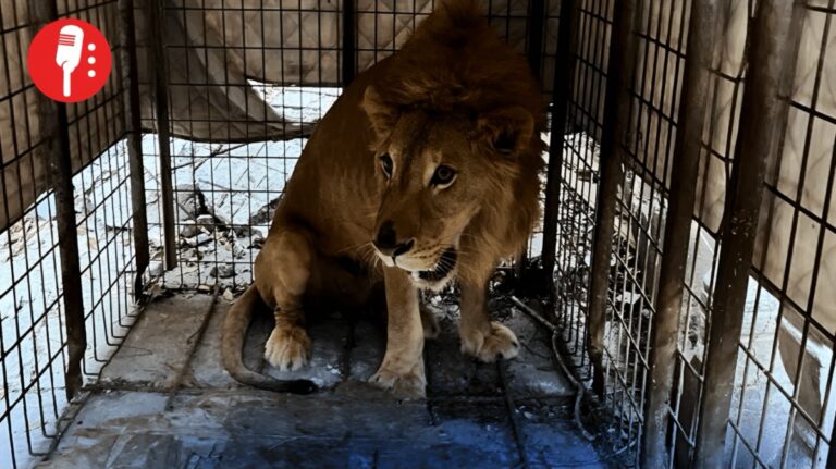 Rescatan a un León Abandonado en Matamoros