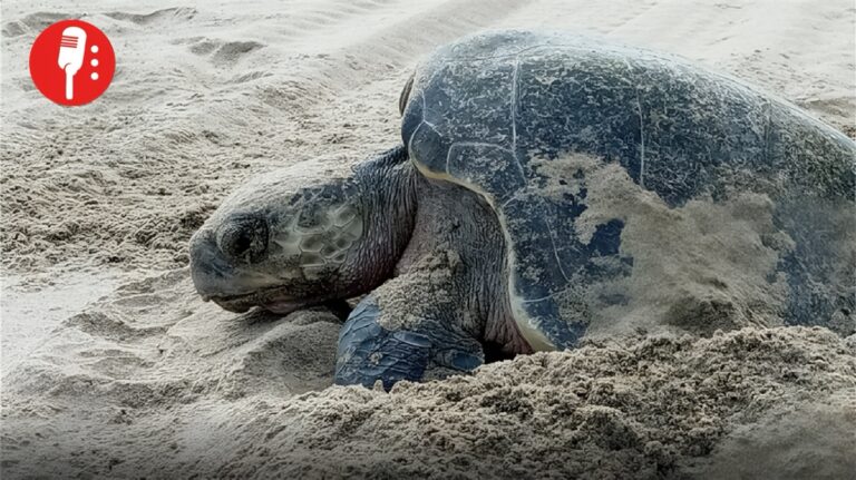 Marinos y guardianes salvan miles de crías de tortuga en Los Cabos