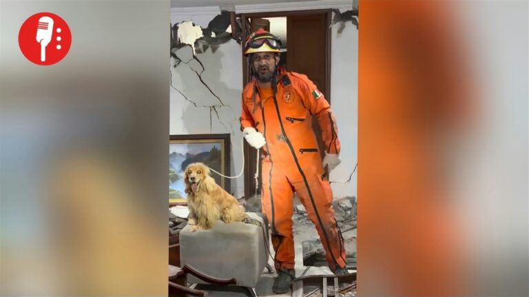 Vidas de cuatro patas también se salvan en Cali