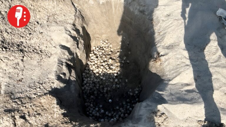 Profepa rescata miles de huevos de tortuga en playas de Oaxaca