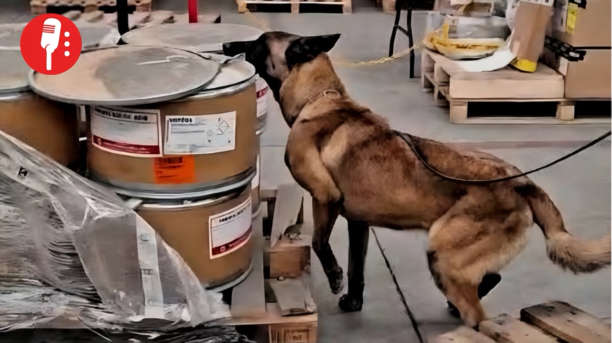 Binomio canino detecta más de 245 kilos de metanfetamina en el AICM