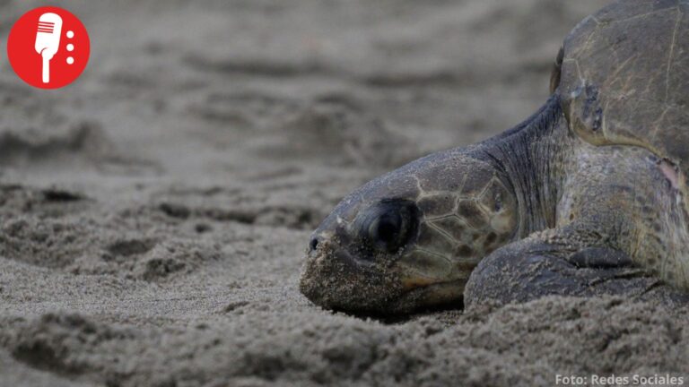 Denuncia ciudadana frustra saqueo de 125 huevos de tortuga golfina en Cihuatlán