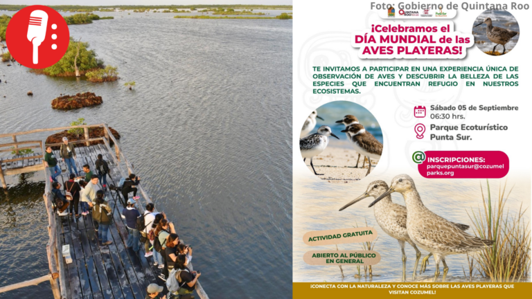 Invita la FPMC a descubrir la diversidad de aves playeras en Punta Sur