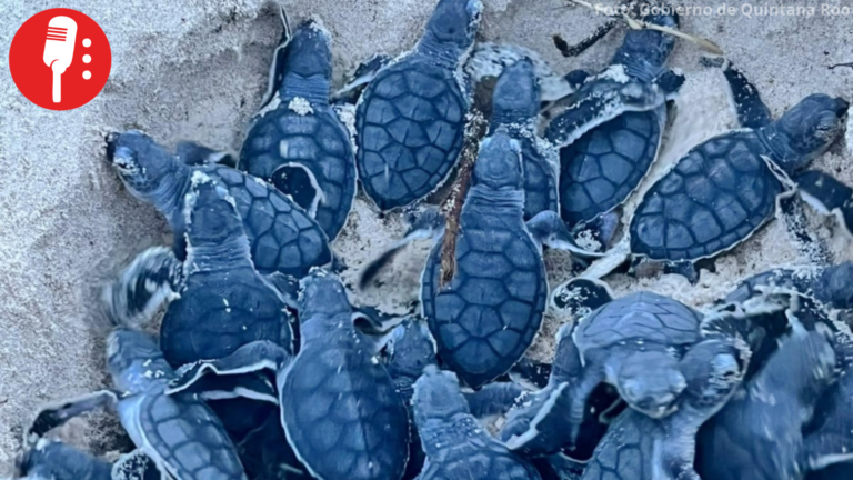 Protegen 625 nidos de tortuga marina durante la temporada 2026 en Cozumel