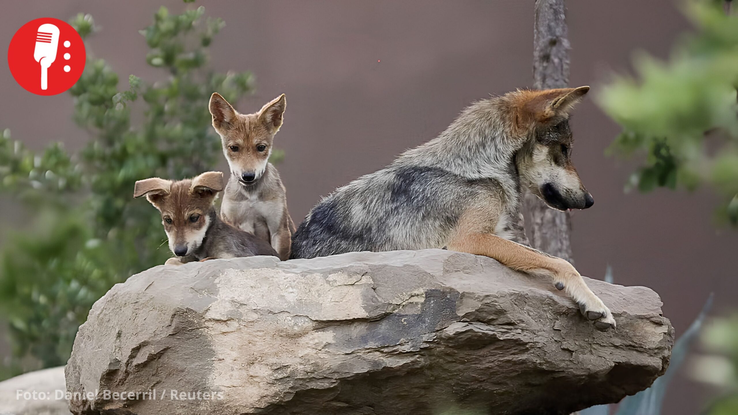 Trump firma una orden ejecutiva que busca eliminar protecciones al lobo gris mexicano