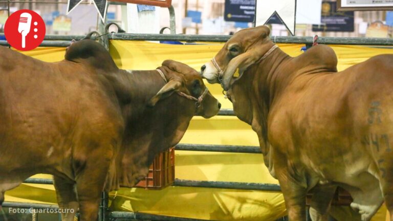 Chihuahua reabrirá cruce ganadero con EUA el 24 de septiembre: Sader