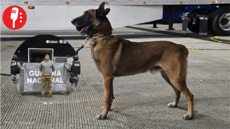 Chocolate, elemento canino, detecta cargamento con 249 kilos de drogas en Tijuana