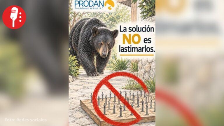Vecinos de Nuevo León colocan tablas con clavos para frenar entrada de osos
