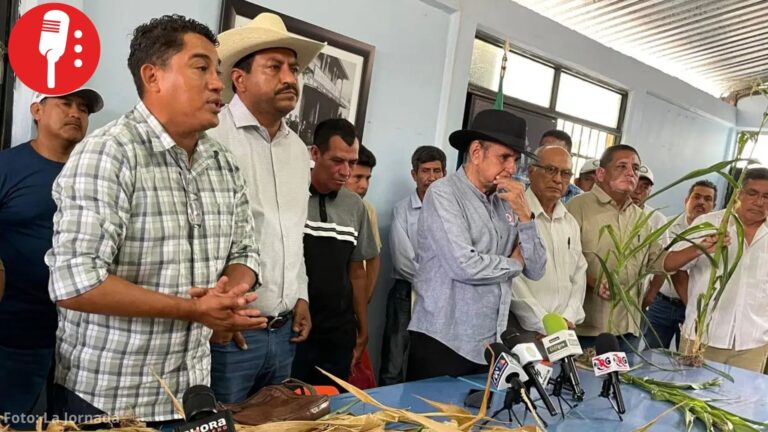 Sequía deja sin cosecha de maíz a Guerrero; se pierden hasta 500 mil hectáreas