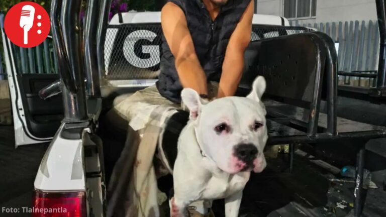 Detienen a dos hombres por arrastrar a un pitbull en Tlalnepantla