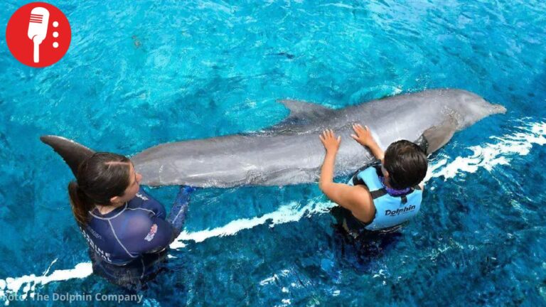 Se frena venta de The Dolphin Company; 101 animales marinos esperan destino
