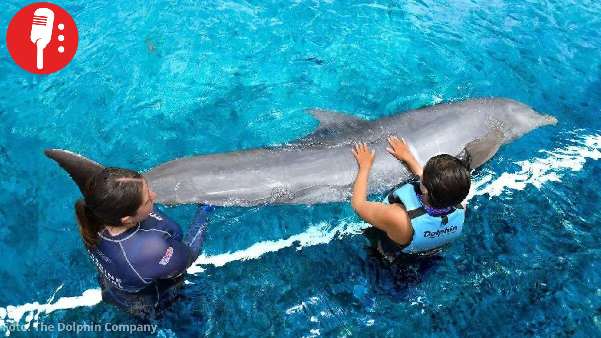 Se frena venta de The Dolphin Company; 101 animales marinos esperan destino
