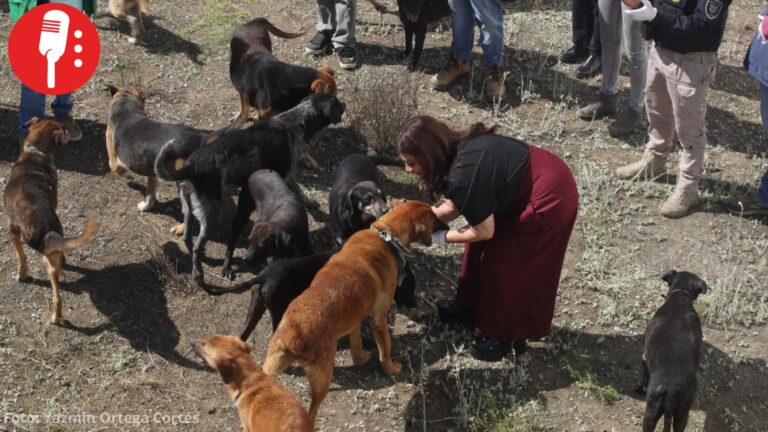 156 animales regresan al Refugio Franciscano; CDMX inicia proceso de adopción