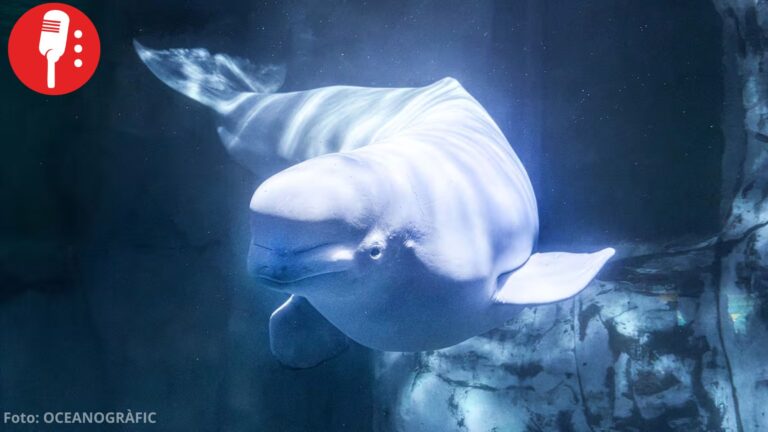 Mueren cuatro belugas y un delfín tras ser trasladados desde parque de Canadá