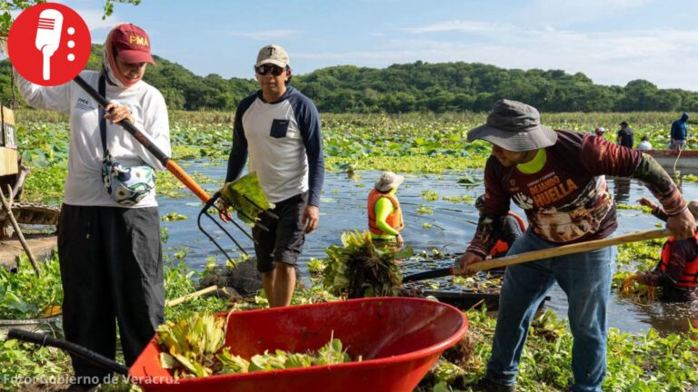 Inician limpieza de la Laguna de San Julián en Veracruz