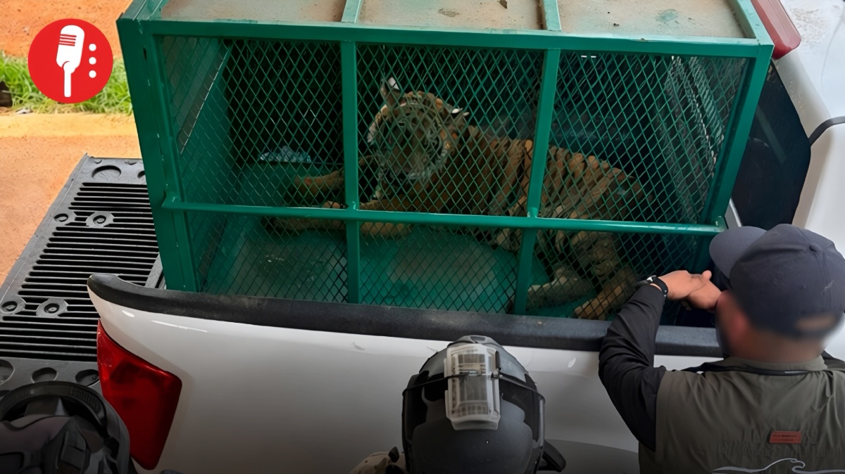 Profepa rescata dos tigres abandonados en la sierra de Michoacán