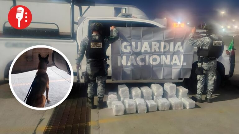 “Chocolate” ayuda a decomisar 76 kilos de cocaína en Tijuana