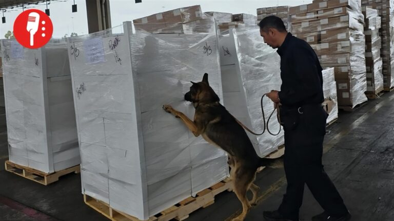 Aseguran 1.3 toneladas de droga en aduana de Tijuana