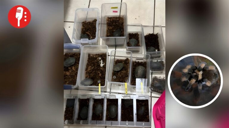 Un autobús, 75 tarántulas y 20 tortugas