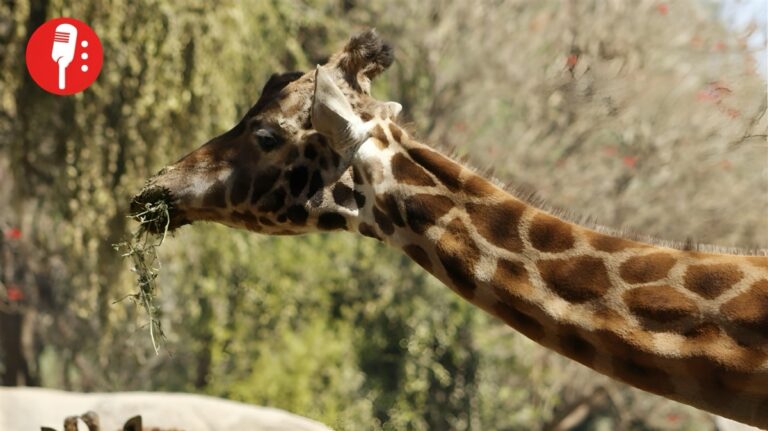 Chapultepec despide a Fortunata, la jirafa que vivió más de 36 años