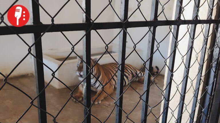 Dos tigres de Bengala vivían en una casa de Mazatlán sin papeles