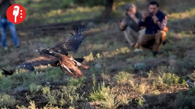 Un águila real vuelve a volar libre en Chihuahua tras meses de cuidados